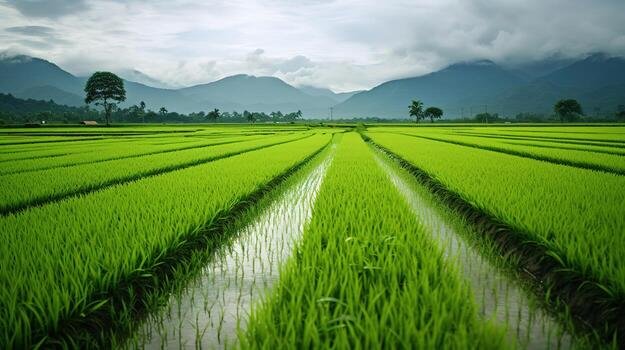 Verdant Green Paddy Fields in Rainy Season